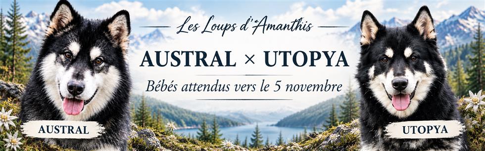 Slide Austral × Utopya — 5 novembre Austral × Utopya : bébés attendus vers le 5 novembre — Les Loups d’Amanthis.