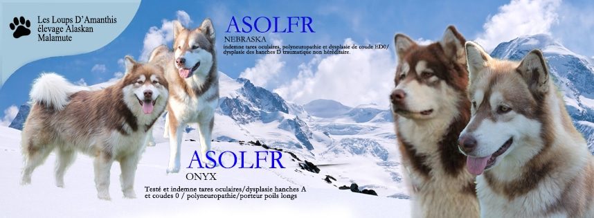 Malamute de lu0027Alaska - Elevage Les loups du0027Amanthis